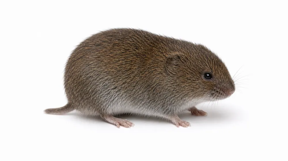 Meadow Vole comparison pest image