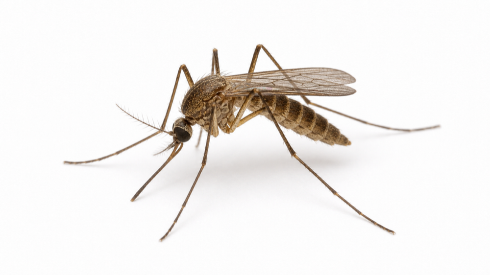 Northern House Mosquito macro pest image