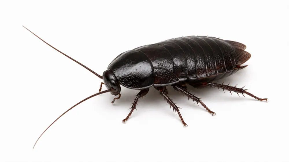 Oriental Cockroach macro pest image