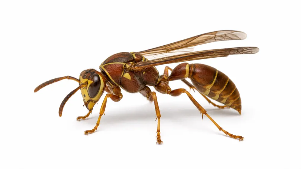 Paper Wasp macro pest image
