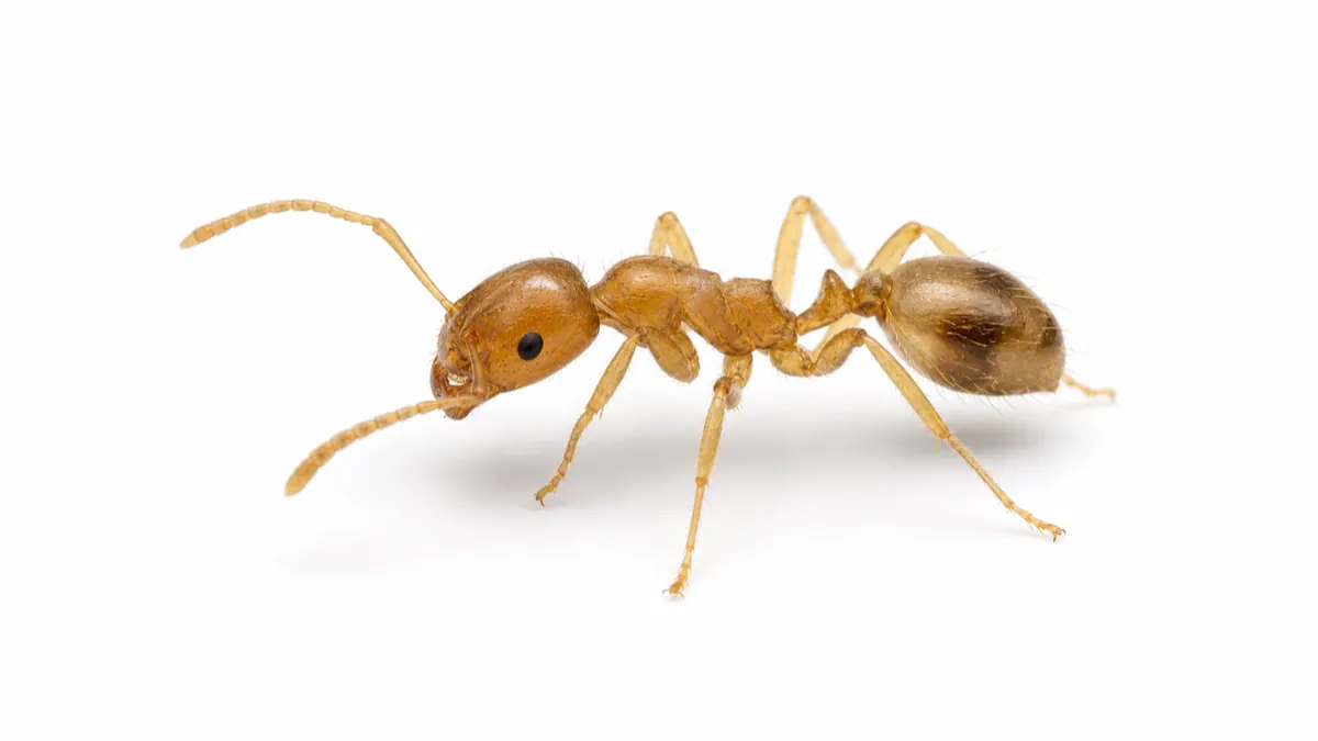 Pharaoh Ant comparison pest image