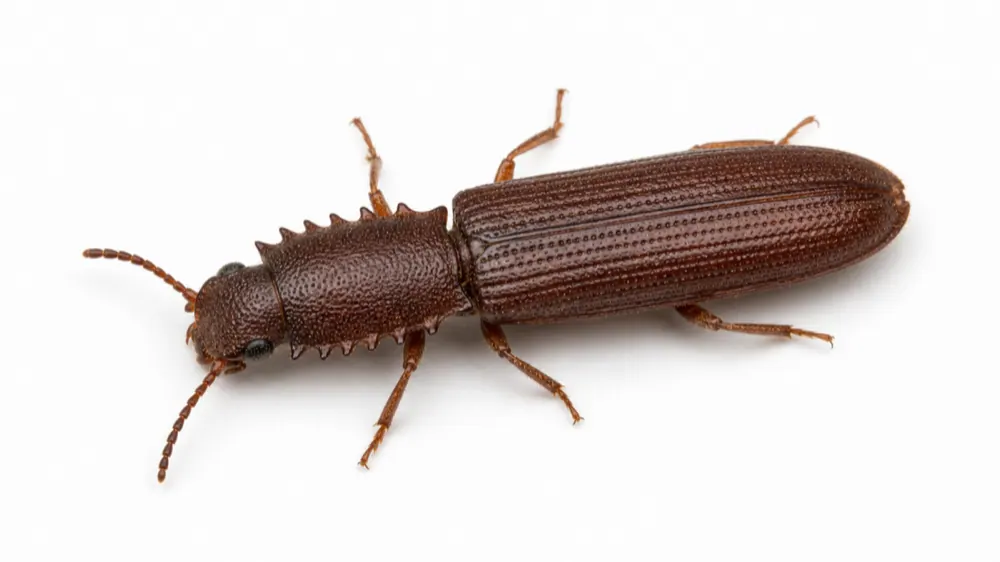 Sawtoothed Grain Beetle macro pest image