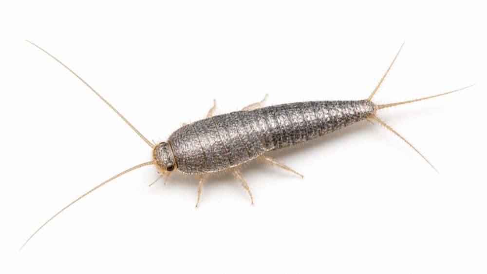 Silverfish macro pest image
