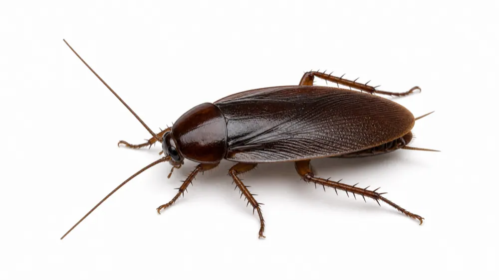 Smokybrown Cockroach comparison pest image
