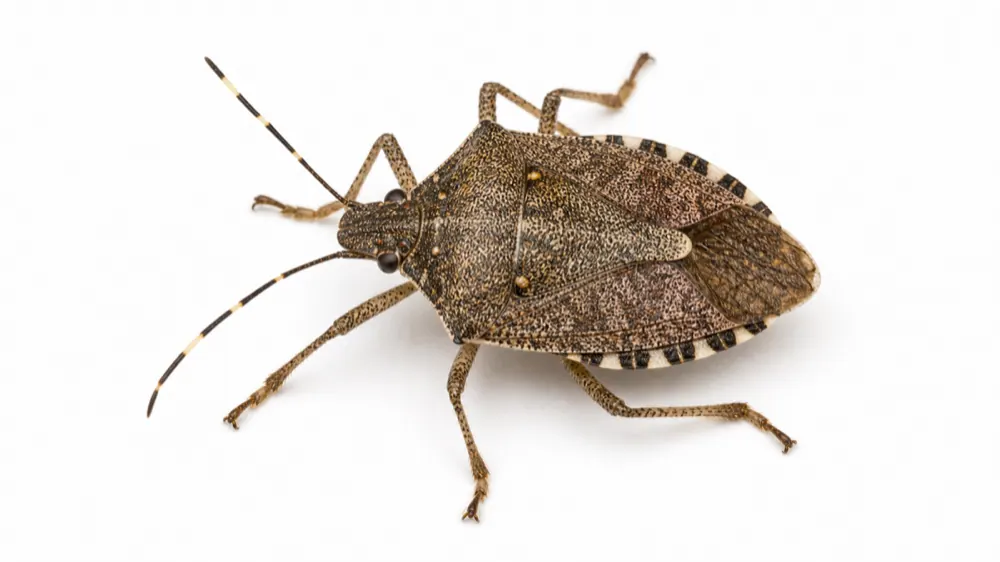 Brown Marmorated Stink Bug comparison pest image
