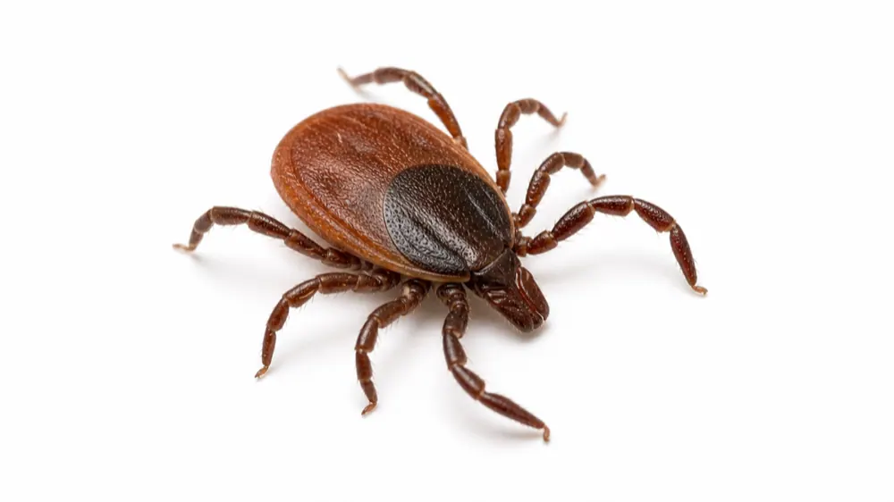 Tick comparison pest image
