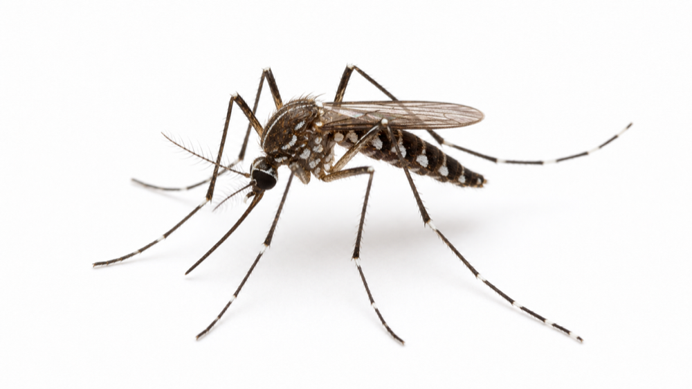 Tree Hole Mosquito comparison pest image