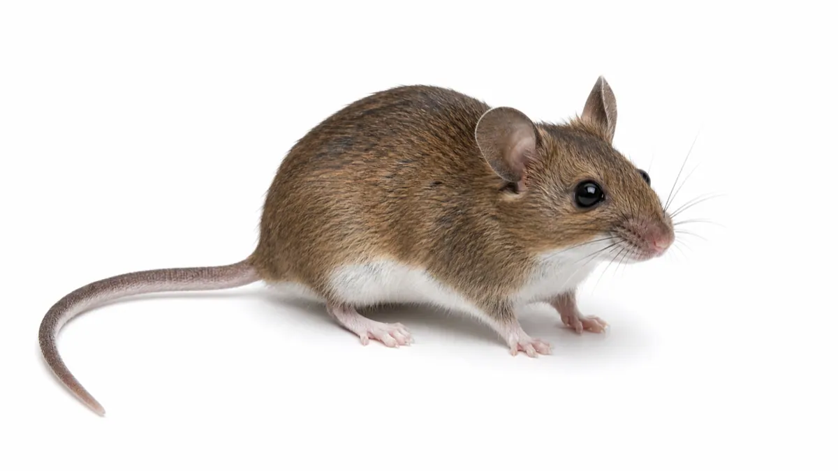 White-Footed Mouse macro pest image