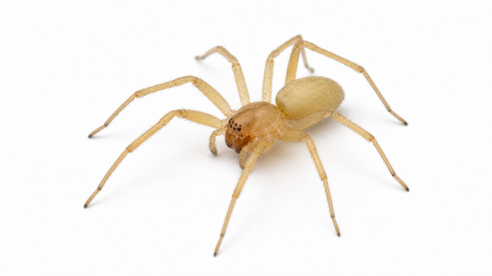 Yellow Sac Spider comparison pest image